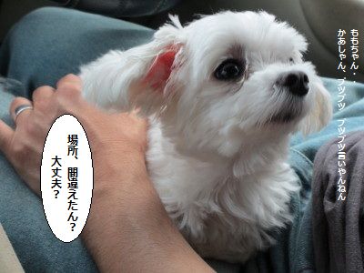 IMG_2652_1honnmanann813388.jpg