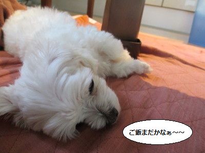 IMG_2901_1gohannmada82368.jpg