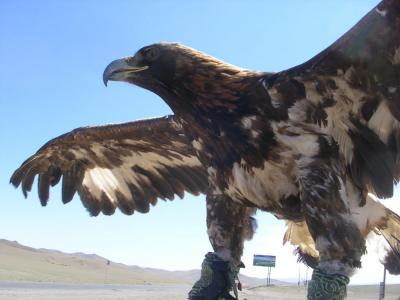 HorseRidinginMongolia4