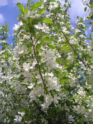 FlowerinUB4