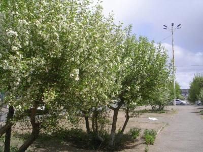 FlowerinUB
