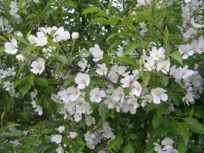 FlowerinUB2