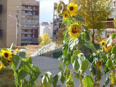Autumn12