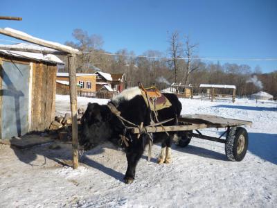 13WinterTerelj5