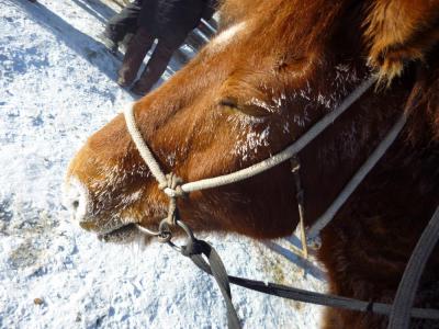 13WinterTerelj3