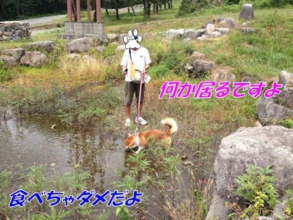 おたまじゃくし発見!