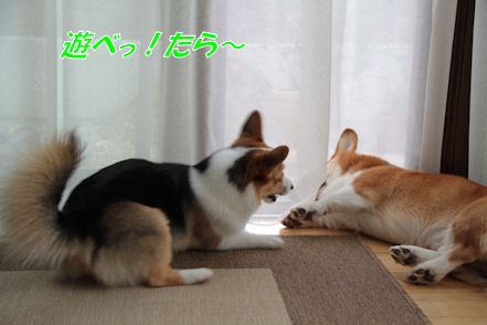 子供はひつこい