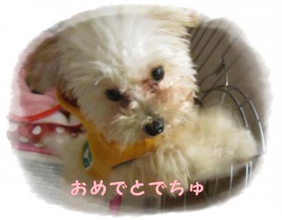 入学みる