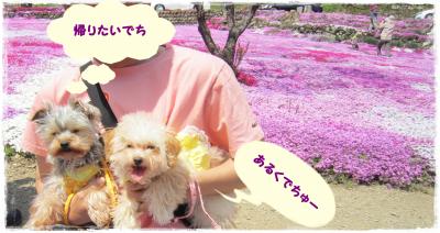 公園4