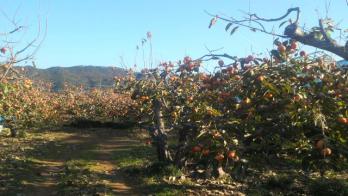 DCIM0001_convert_20121121200048.jpg