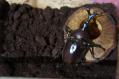 s-DSC02431.jpg