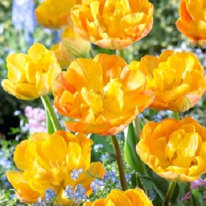 tulip granny