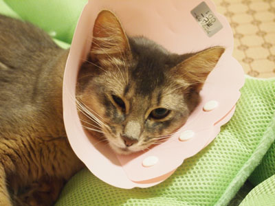 mika0156.jpg