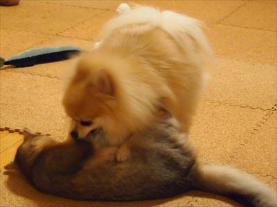 moca0832.jpg