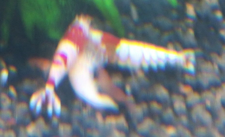CIMG0157.jpg