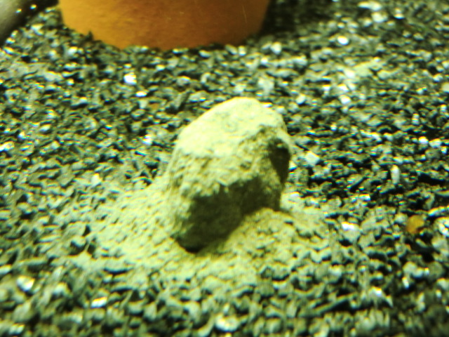 CIMG0270.jpg