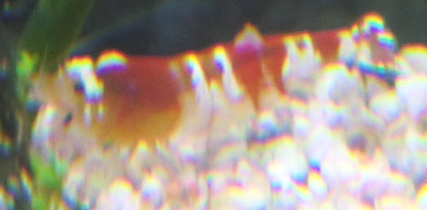 CIMG02791.jpg