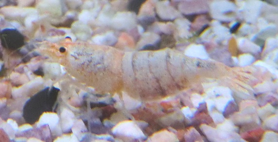CIMG02812.jpg