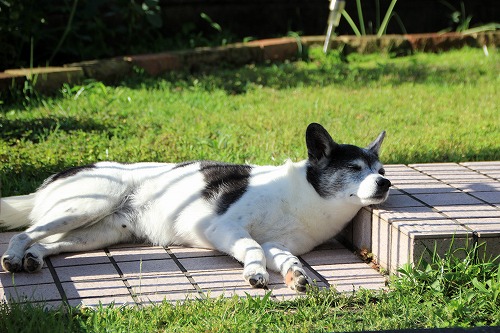 今はただの犬バカです 寝違え注意