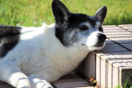 今はただの犬バカです 寝違え注意