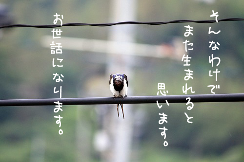 IMG_8962.jpg
