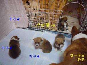 もっふもふ