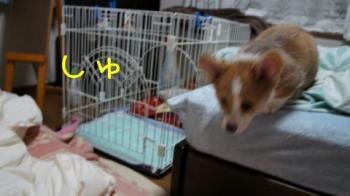 しゅ