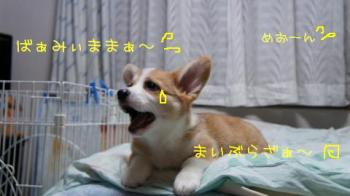 めおーーん!