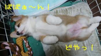 見事なへそ天