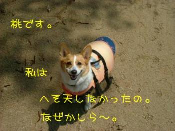 桃ねーたん