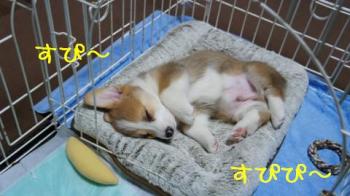 突然ねんこ