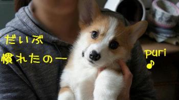 おすまし