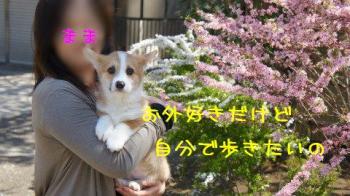 だっこでおんも