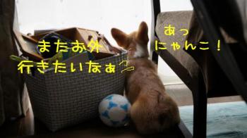 おんもいきたい