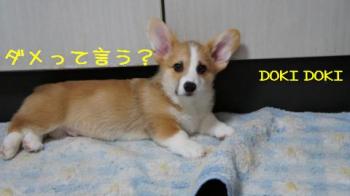 ダメっていう?