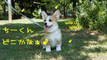 ちーくんどこかなぁ♪