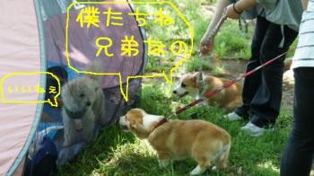 僕たち兄弟なの