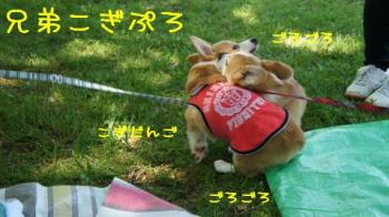 だんご状態