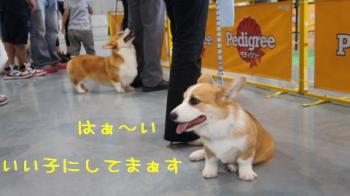 おりこうに見学