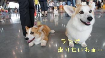 あかねちゃんと麦