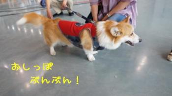 立派なおしっぽ