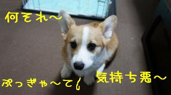 引き気味麦さん