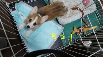 怒られちゃった