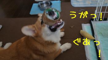 ブレブレ