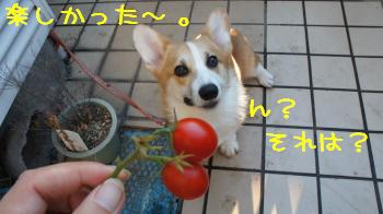 それ何?