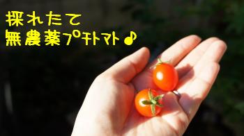 今日の収穫