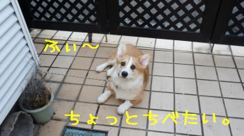 ちょっとちべたい
