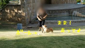まま走って?