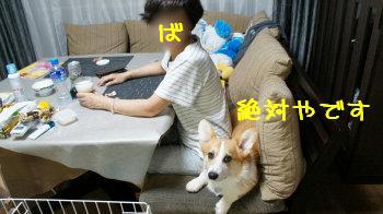 やです!