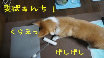麦ぱんち